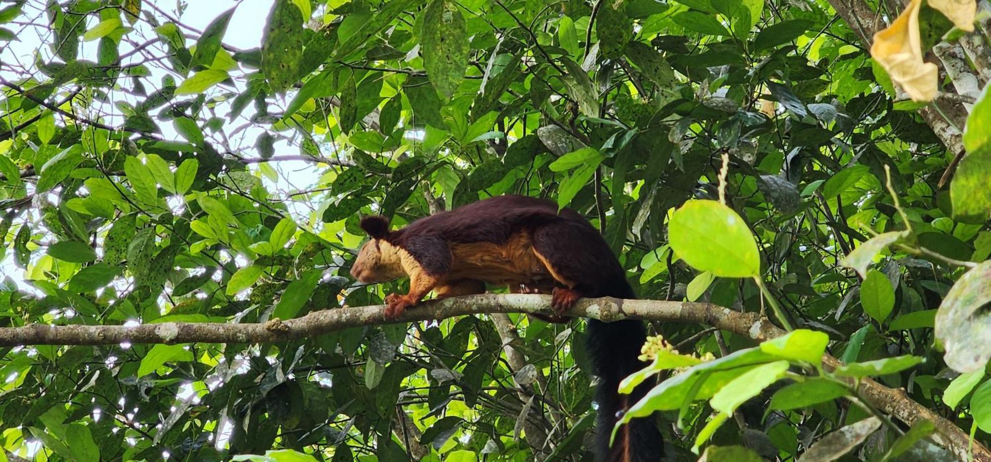 Вілла Tree6 Wayanad Витірі Екстер'єр фото