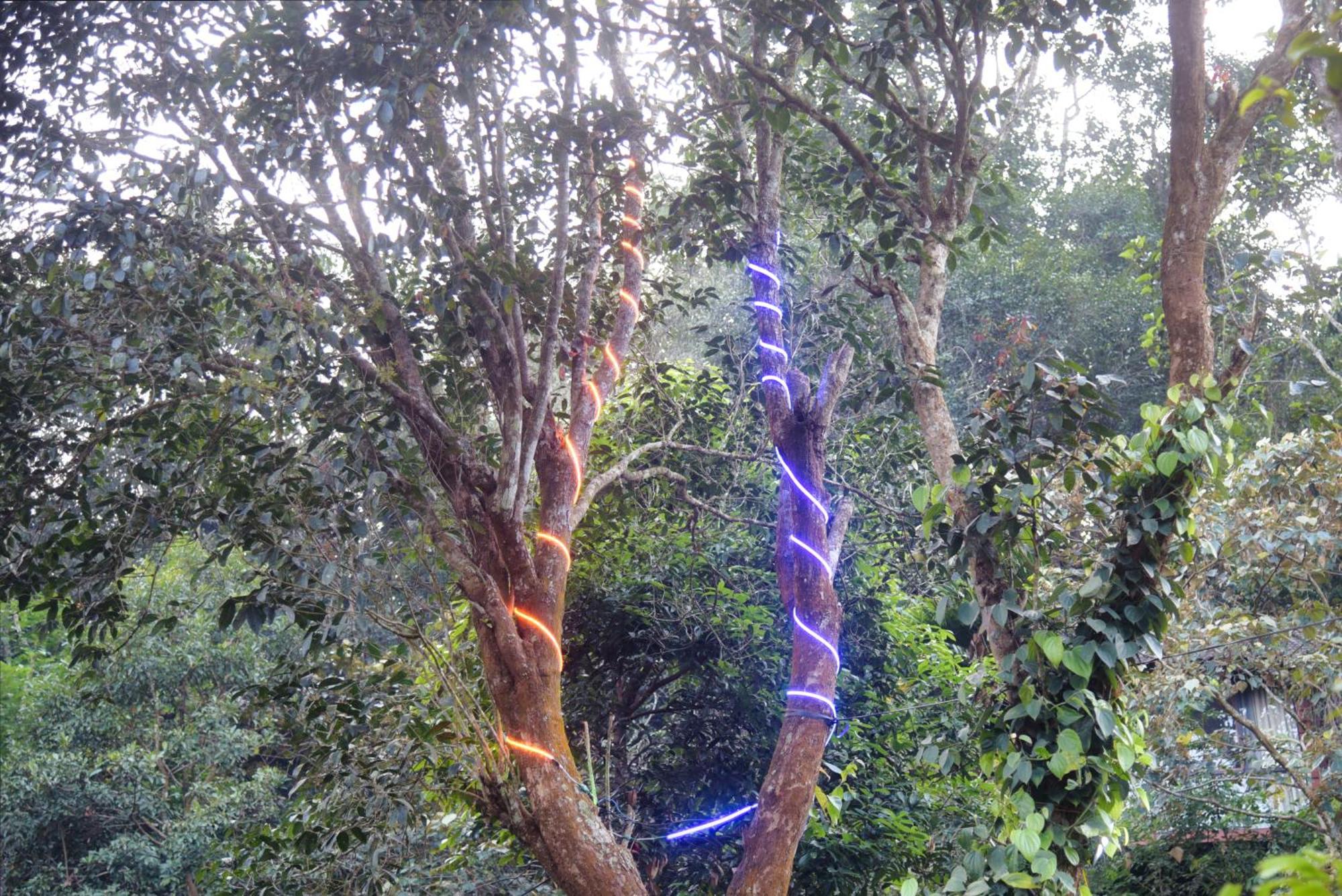 Вілла Tree6 Wayanad Витірі Екстер'єр фото
