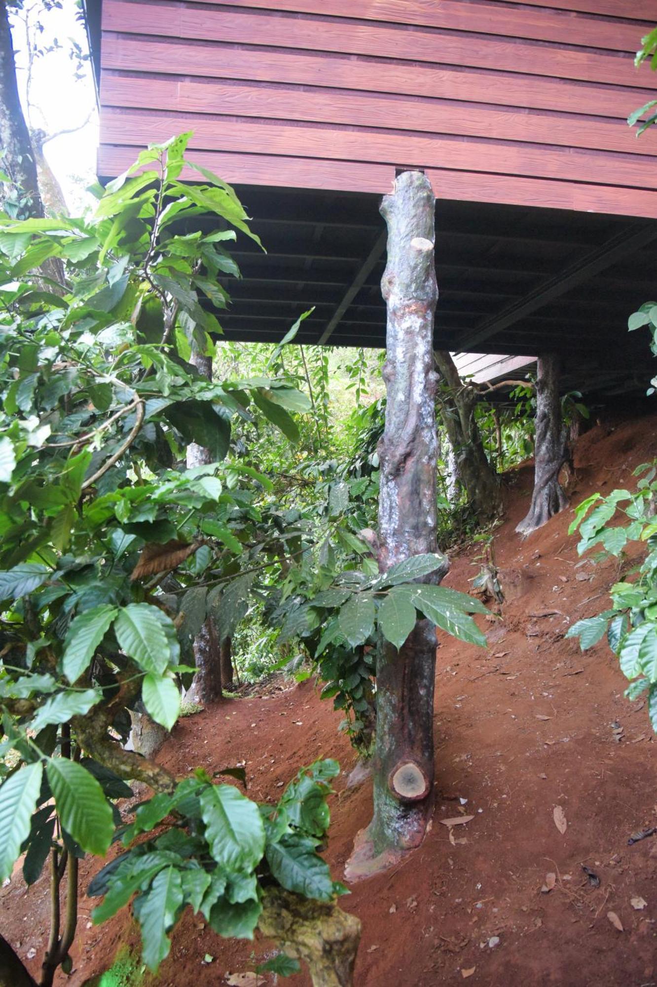 Вілла Tree6 Wayanad Витірі Екстер'єр фото